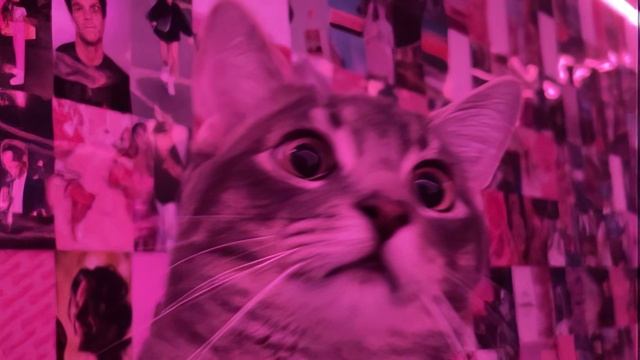 Атмосферный фонк| ATMOSPHERIC PHONK PLAYLIST | CHILL PHONK | NIGHT DRIVE MUSIC | PHONK 2025 смотреть онлайн