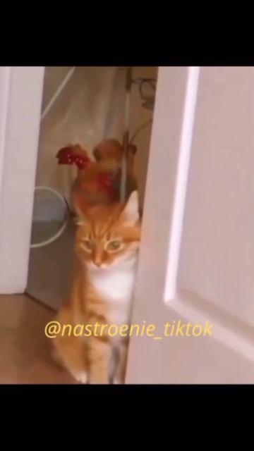 Осел смотреть онлайн