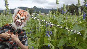 Мой опыт выращивания растений чиа.