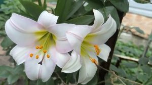 Цветение Лилий в моем саду! Какие сорта, где приобрела, что особенно порадовало