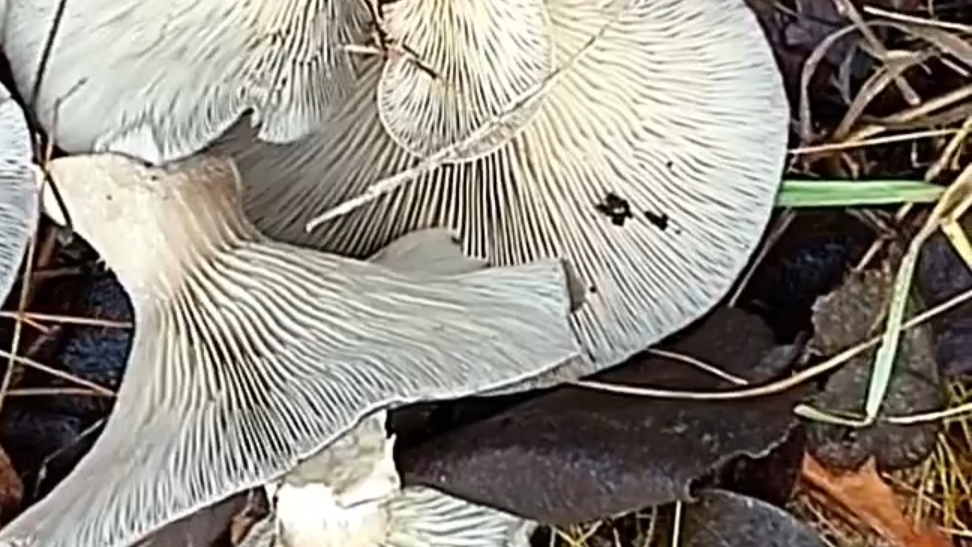 Вешенка устричная. Грибы