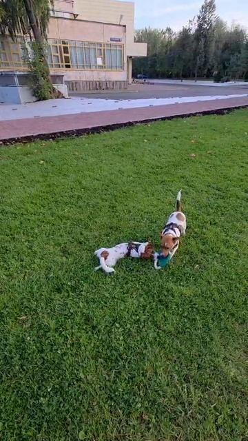 VID-20251031-WA0017.mp4