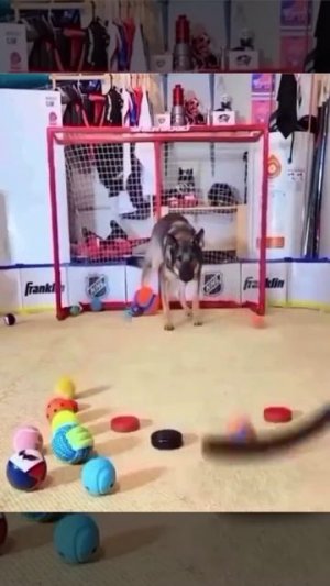 Когда купил канадца