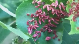 Красные наросты на листьях липы