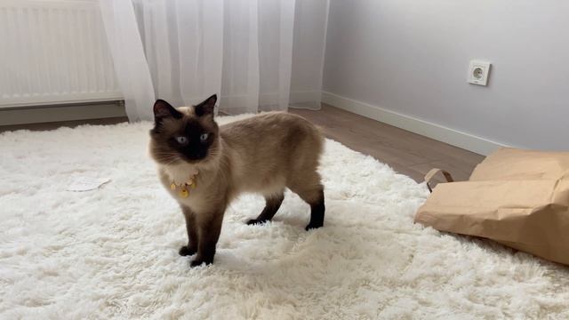 Антуан Воланд Деметра