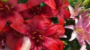 Зацвели Лилии 🌺🧚🏻♀️🌺🧚🏻♀️🌺