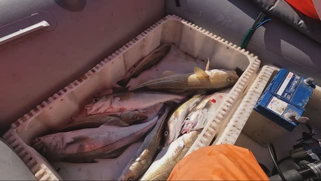 Две морских рыбалки на треску Рыбачий и Кильдин. смотреть онлайн