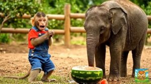 МУЛЬТИК ДЛЯ ДЕТЕЙ ,обезьянка спасла слоника 🐘🙉🌈 #ПушистоеЧудо