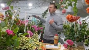 Секретные подкормки для бугенвиллии: что действительно работает, а что — миф?