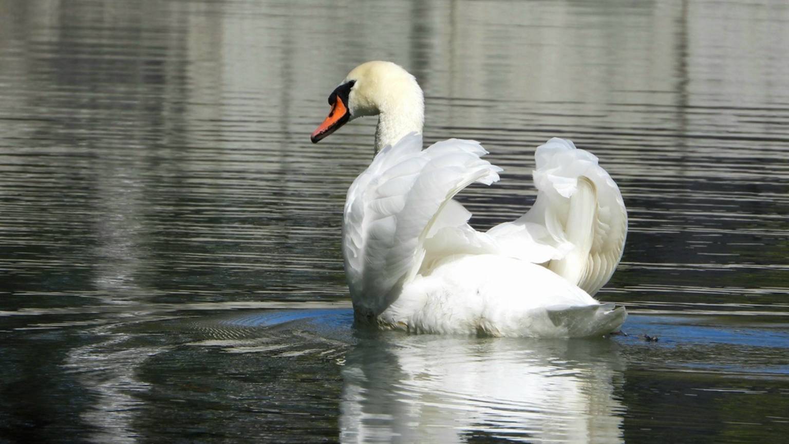 Лебеди-шипуны в центральном парке города Владикавказа смотреть онлайн