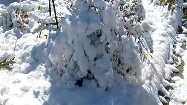 Лепетан Мор Фильм: Пушистая заснеженность ноября...