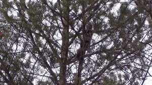 ОХОТА  НА КУНИЦУ C ЛАЙКОЙ #2 / Сезон 25-26г.