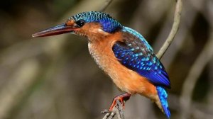 Голоса птиц. Как поёт Зимородок