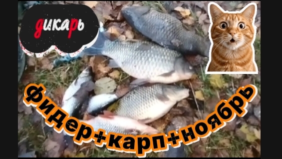 ЛОВЛЯ КАРПА КАРАСЯ В НОЯБРЕ РЫБАЛКА НА ФИДЕР смотреть онлайн