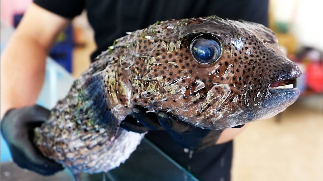 ГИГАНТСКАЯ РЫБА-ЕЖ Вьетнамская уличная еда смотреть онлайн