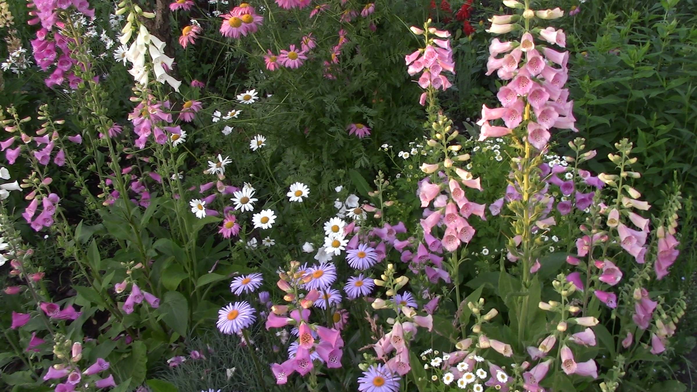 Эти цветы можно посеять в ноябре смотреть онлайн