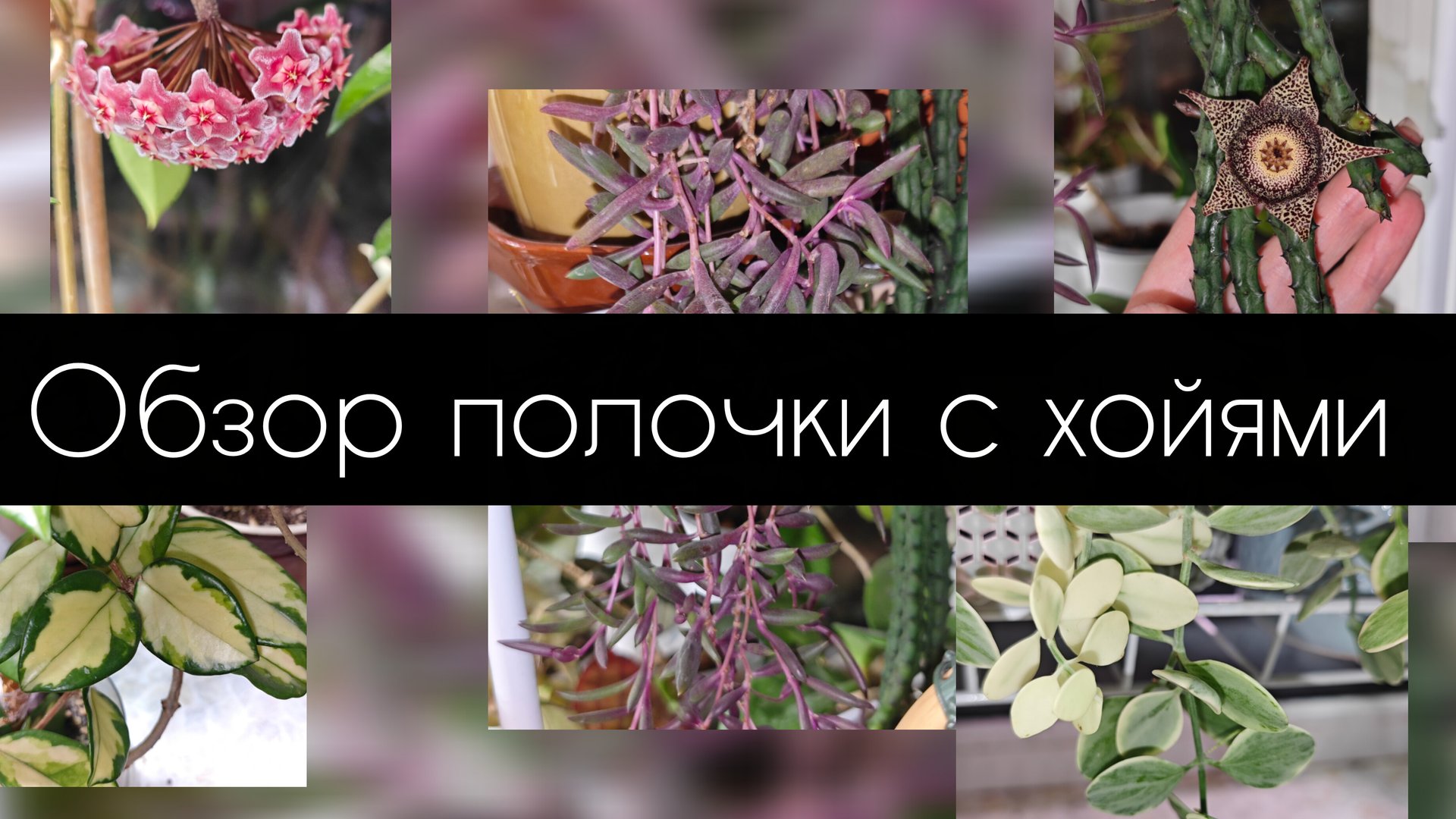 обзор полочки с хойями. октябрь 2025 смотреть онлайн