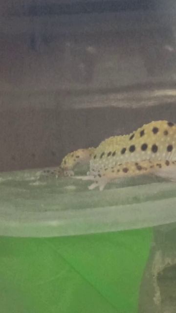 Квазя. 29 октября 2025 г. смотреть онлайн