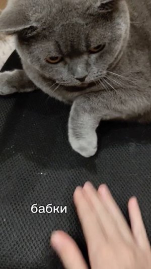 я Котику поглажу лапки чтобы в доме были бабки Скоро я вам насру в тапки сказочница