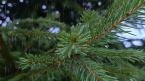 Успокаивающая музыка и звуки дождя для сна .