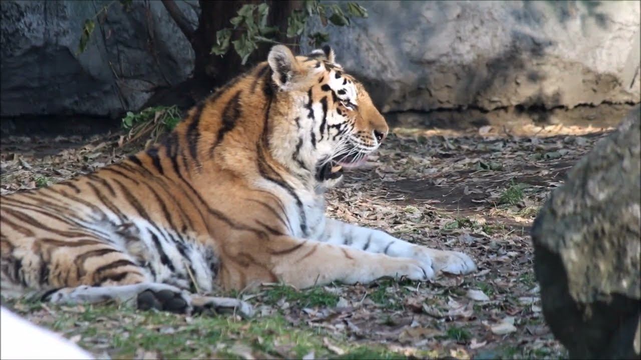 Амурская тигрица Лапа умывается 27.10.2025 смотреть онлайн