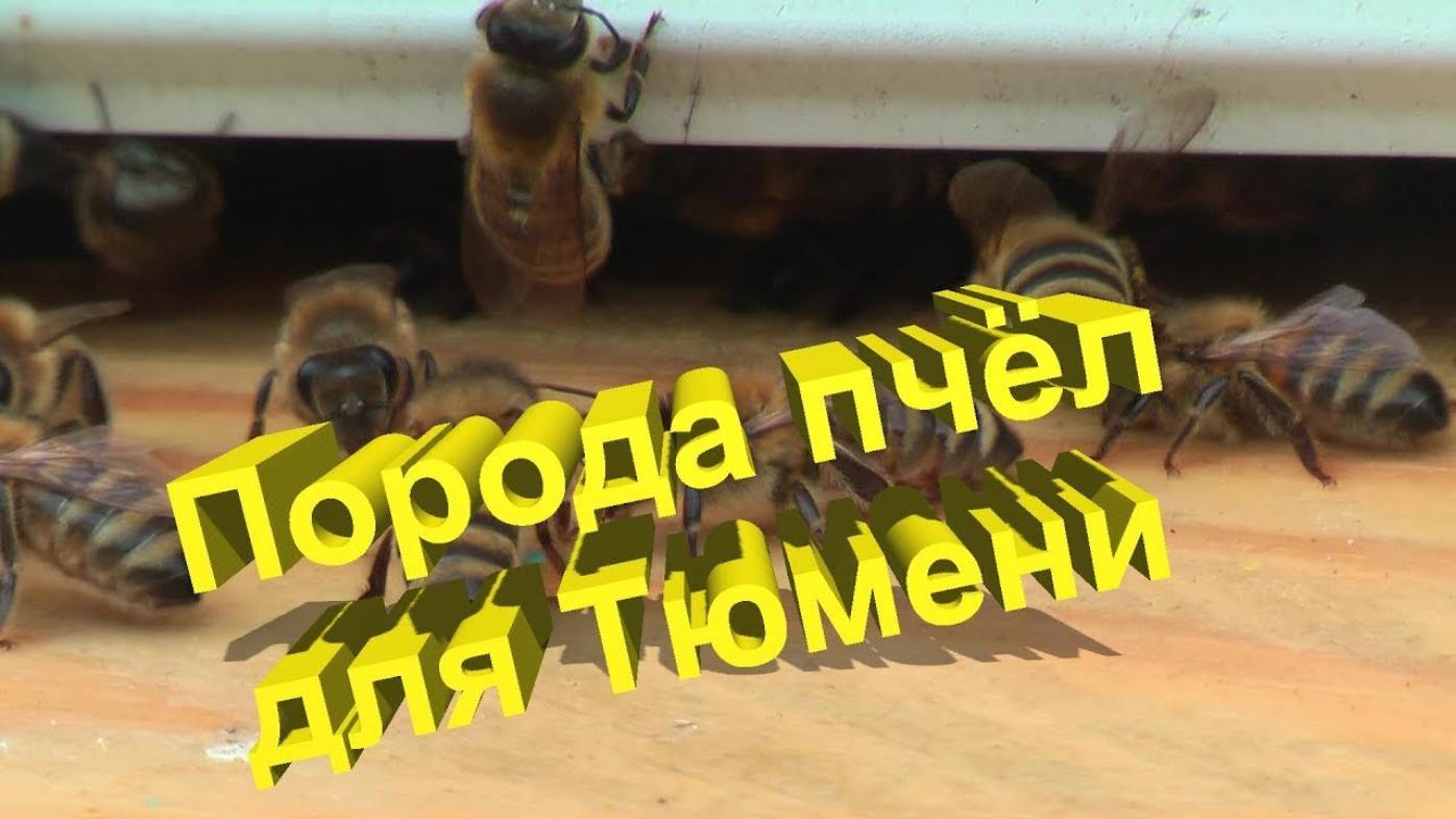 Пчеловодство в Сибири: Какой породе не страшны тюменские морозы? смотреть онлайн