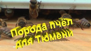Пчеловодство в Сибири: Какой породе не страшны тюменские морозы?