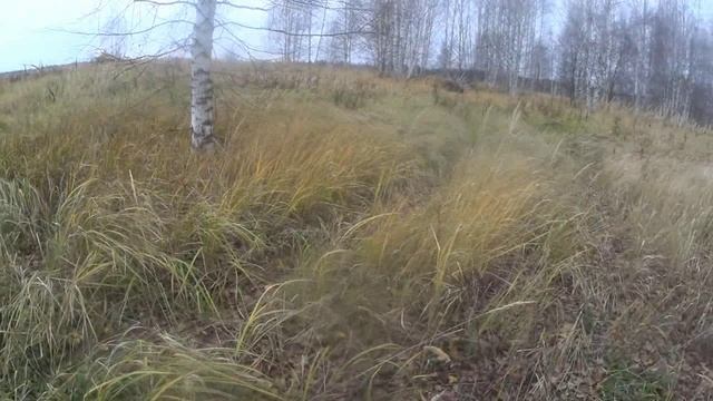 В последний день октября за грибами.