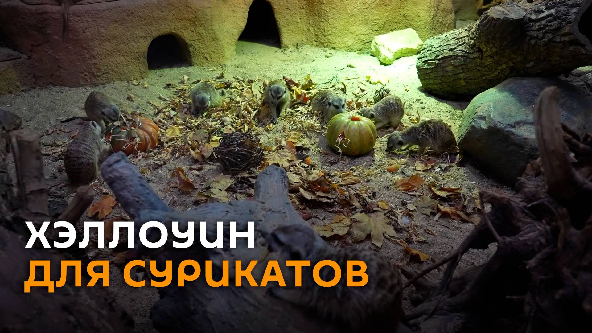 Милота дня: Хэллоуин для сурикатов в Московском зоопарке смотреть онлайн
