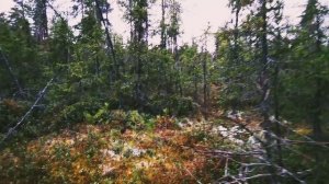 Охота с лайками.mp4