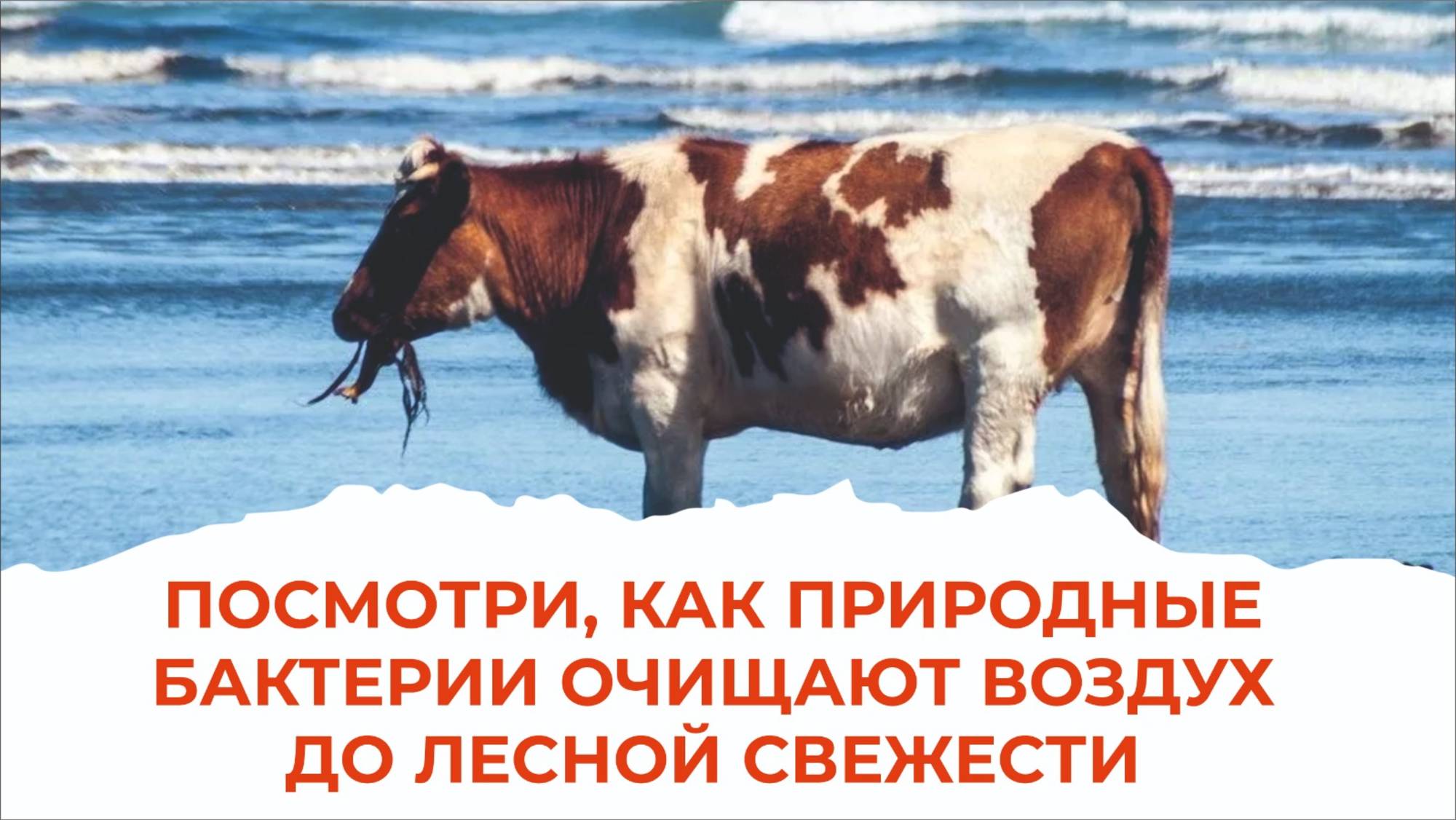 Запах, отравляющий сотрудников фермы, забыт. Агробриз его нейтрализовал. смотреть онлайн