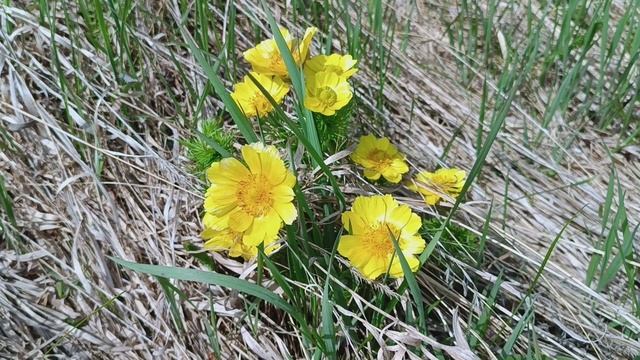 Nature is the magic of beauty. смотреть онлайн