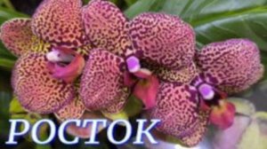 №1135/ СВЕЖИЕ шикарные ОРХИДЕИ в с/ц РОСТОК