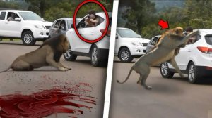 ЛЮДИ СЪЕДЕННЫЕ ЛЬВАМИ В СВОЕЙ МАШИНЕ