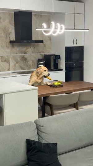 Настоящий друг🐶