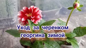Вегетативные георгины . Зимний уход за черенком.