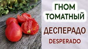 Гном томатный  "ДЕСПЕРАДО". Обзор + Отзыв. Вкус. Урожайность. Сроки созревания.