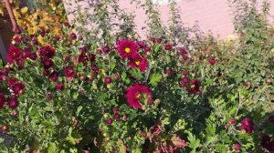 Посылка от "Пулков сад"Довольна?Берегите друг друга,🤩🤩🤩