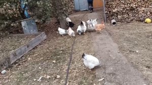 запаслись кормами и  досками. наконец то вернули посудомойку .жизнь в деревне