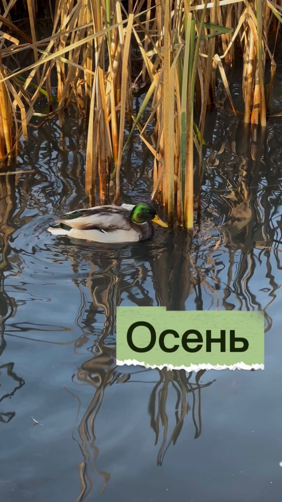 Осень может быть и такой смотреть онлайн