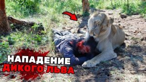 Самые Пугающие Нападения в Зоопарках