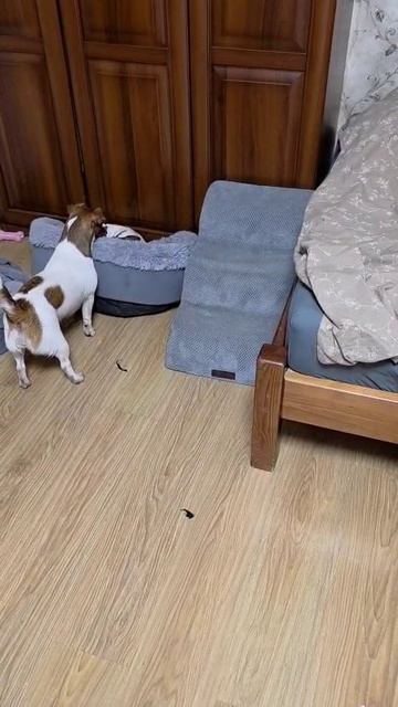 VID-20251025-WA0008.mp4