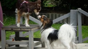 Такса, той-аусси, корги, папильон. Задачи для маленьких собак.