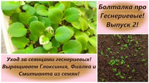Болталка про Геснериевые! Выпуск 2! Уход за сеянцами геснериевых! Выращиваем Глоксинию и Фиалку!