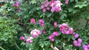 Роза Perennial Blue (Перенниал Блю). Шапка милых цветочков, МНОГОЛЕТНЯЯ СИНЕВА.