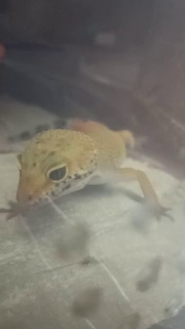 Милота от эублефарчика. 29 октября 2025 г. смотреть онлайн