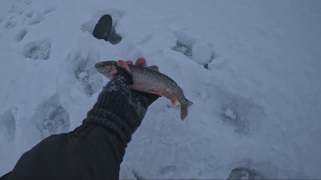 Нашел неизвестное гольцовое озеро. Хороший клев удивил! смотреть онлайн