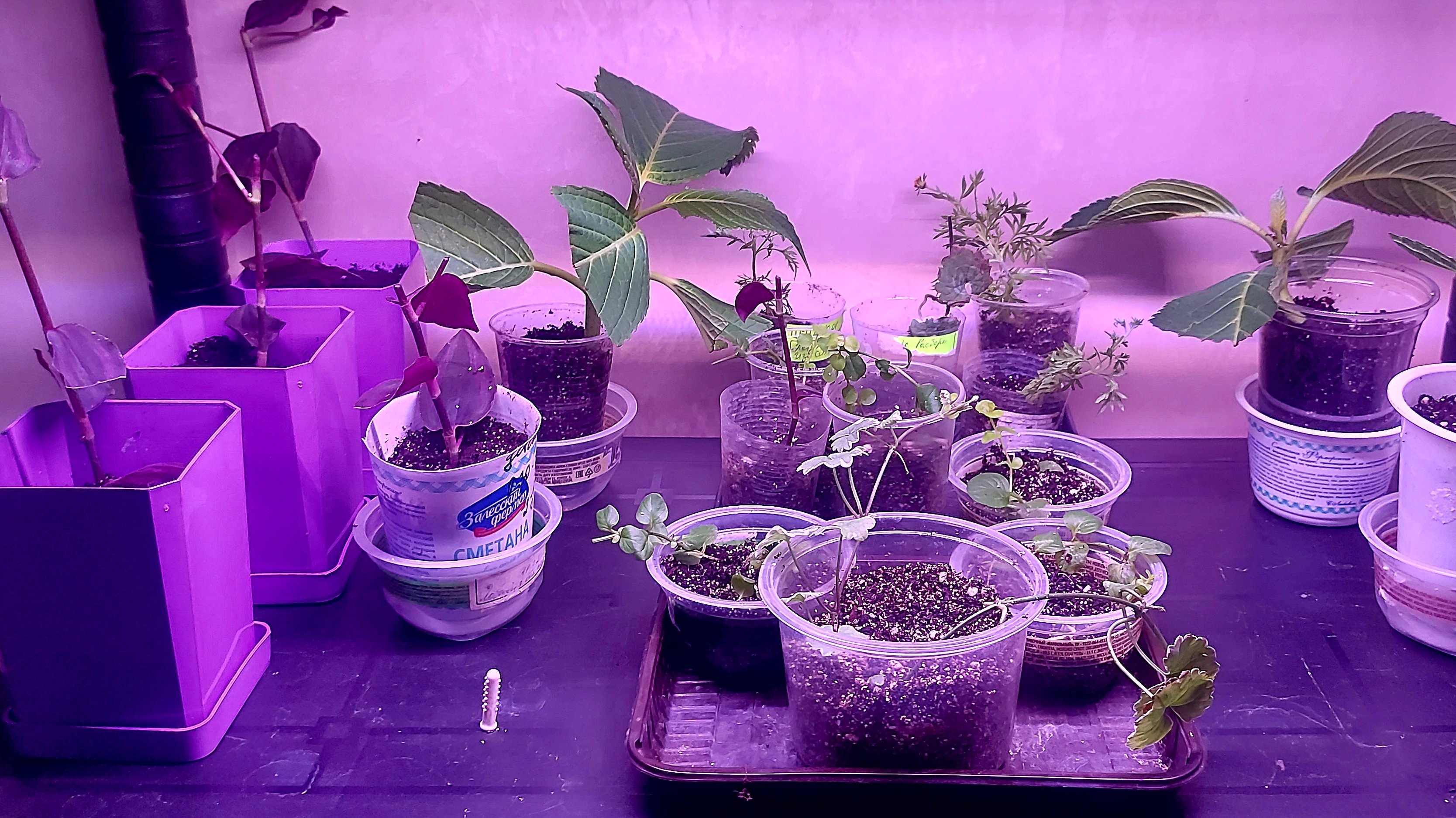 Рассадила наконец -то укорененные черенки 🌸👌.Пора цветочных стеллажей.Взят старт на сезон 2026🙃 смотреть онлайн
