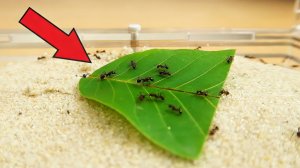 ЭКСПЕРИМЕНТ! Будут ли МУРАВЬИ доить ТЛЮ? alex boyko