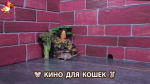 Видео для кошек про крысок развлекать питомцев 🐭🐀😂 (359)